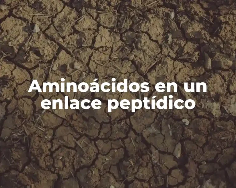 Aminoácidos en un enlace peptídico