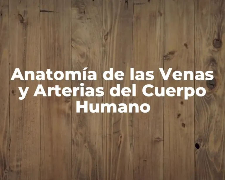 Anatomía de las Venas y Arterias del Cuerpo Humano