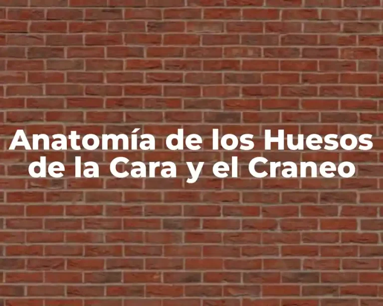 Anatomía de los Huesos de la Cara y el Craneo