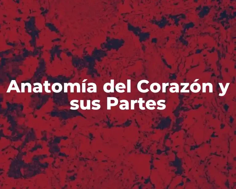 Anatomía del Corazón y sus Partes