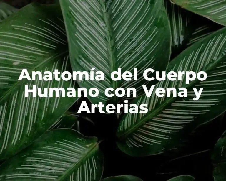 Anatomía del Cuerpo Humano con Vena y Arterias