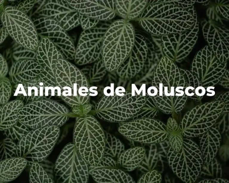 Animales de Moluscos