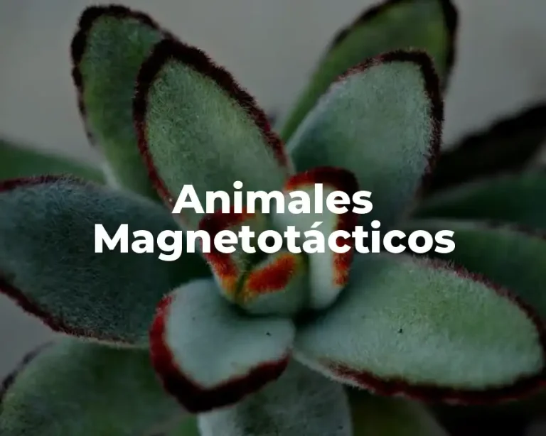 Animales Magnetotácticos