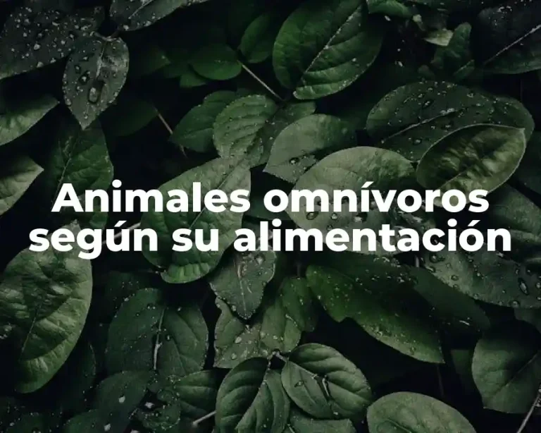 Animales omnívoros según su alimentación