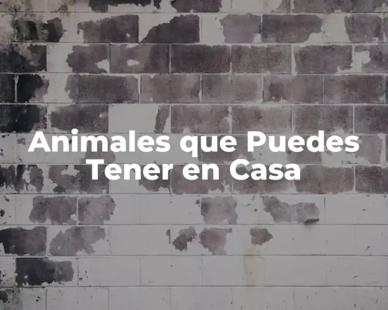 Animales que Puedes Tener en Casa
