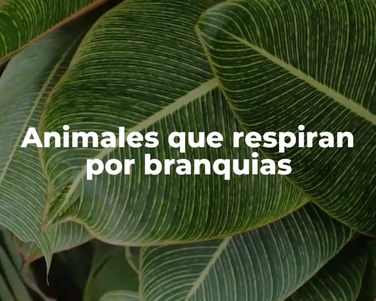 Animales que respiran por branquias