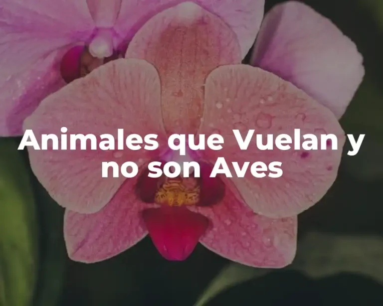 Animales que Vuelan y no son Aves