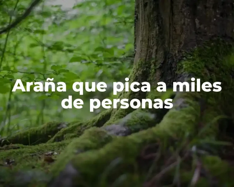 Araña que pica a miles de personas