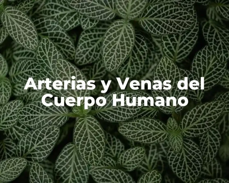 Arterias y Venas del Cuerpo Humano