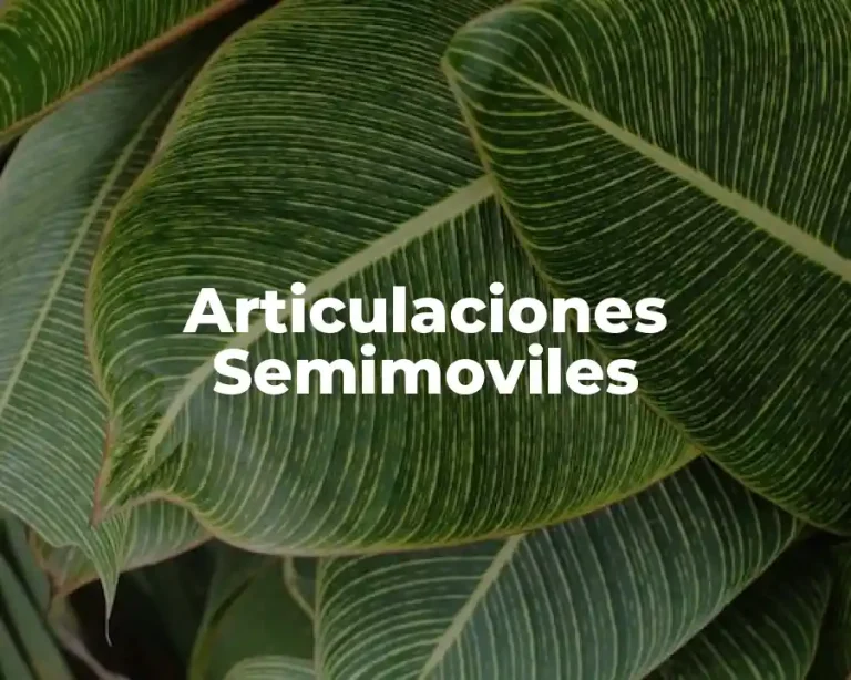 Articulaciones Semimoviles