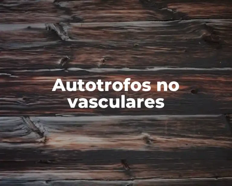 Autotrofos no vasculares