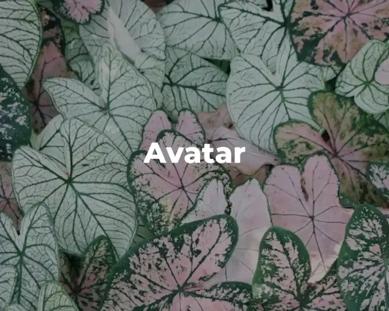 Avatar