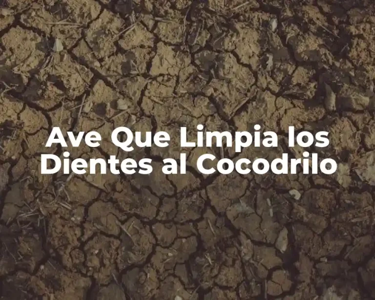 Ave Que Limpia los Dientes al Cocodrilo