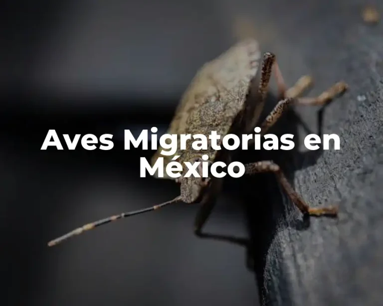 Aves Migratorias en México