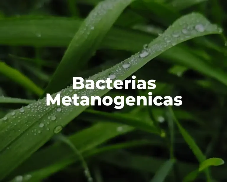 Bacterias Metanogenicas