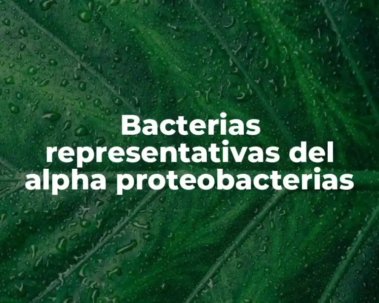 Bacterias representativas del alpha proteobacterias