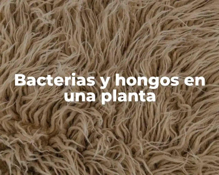 Bacterias y hongos en una planta