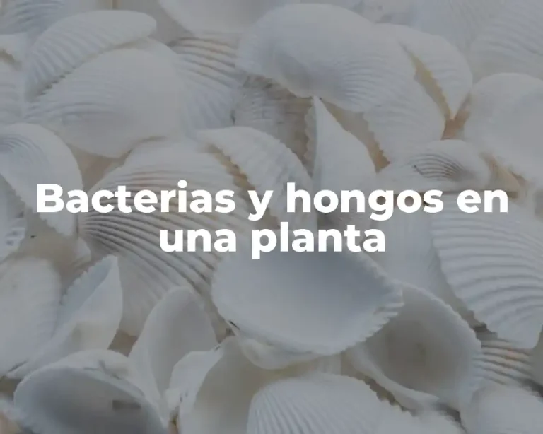 Bacterias y hongos en una planta