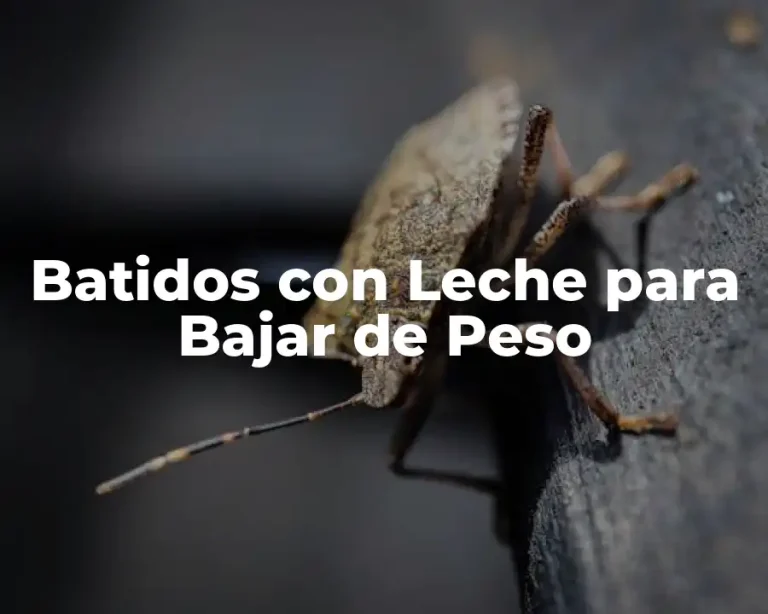 Batidos con Leche para Bajar de Peso