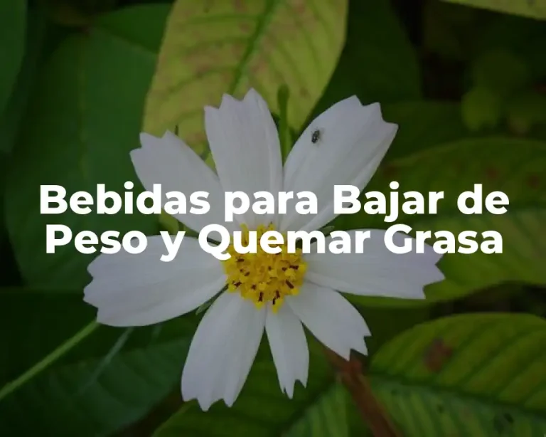Bebidas para Bajar de Peso y Quemar Grasa