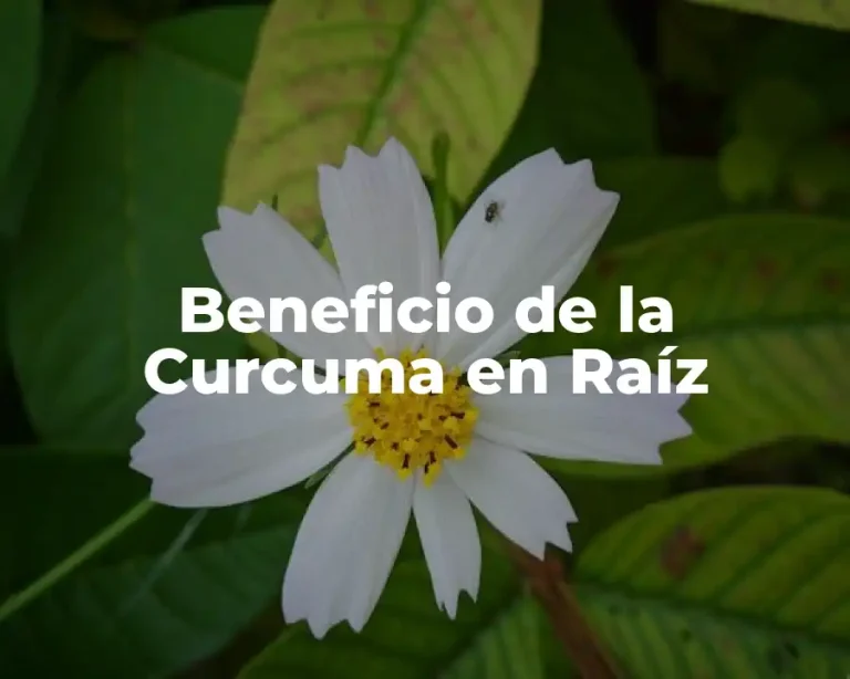 Beneficio de la Curcuma en Raíz