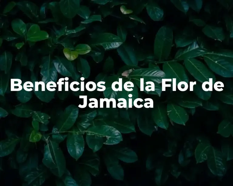 Beneficios de la Flor de Jamaica