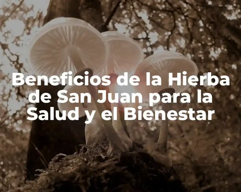 Beneficios de la Hierba de San Juan para la Salud y el Bienestar