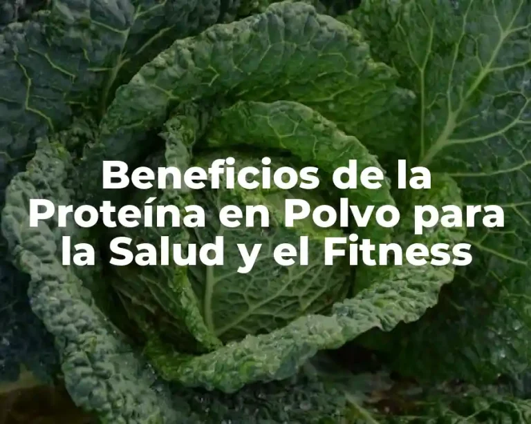 Beneficios de la Proteína en Polvo para la Salud y el Fitness
