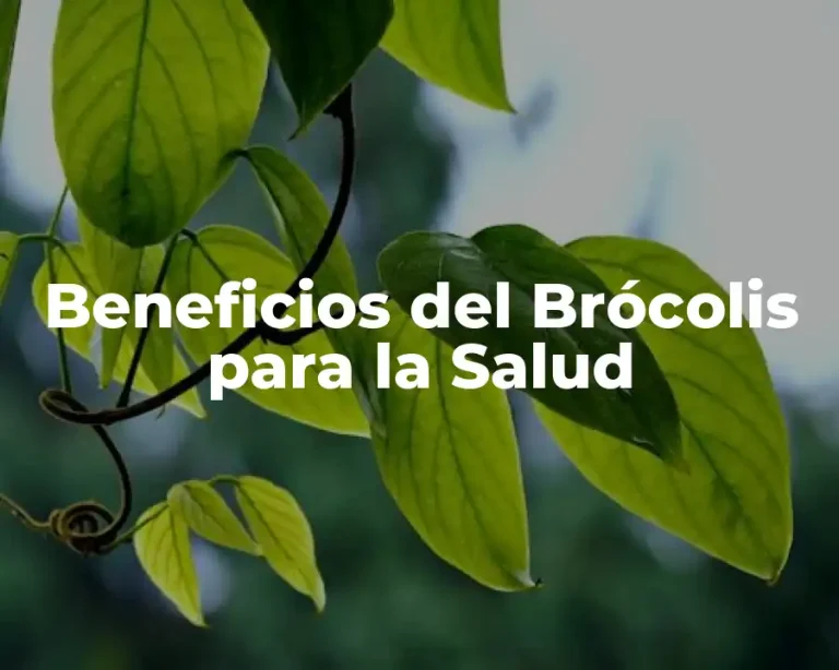 Beneficios del Brócolis para la Salud