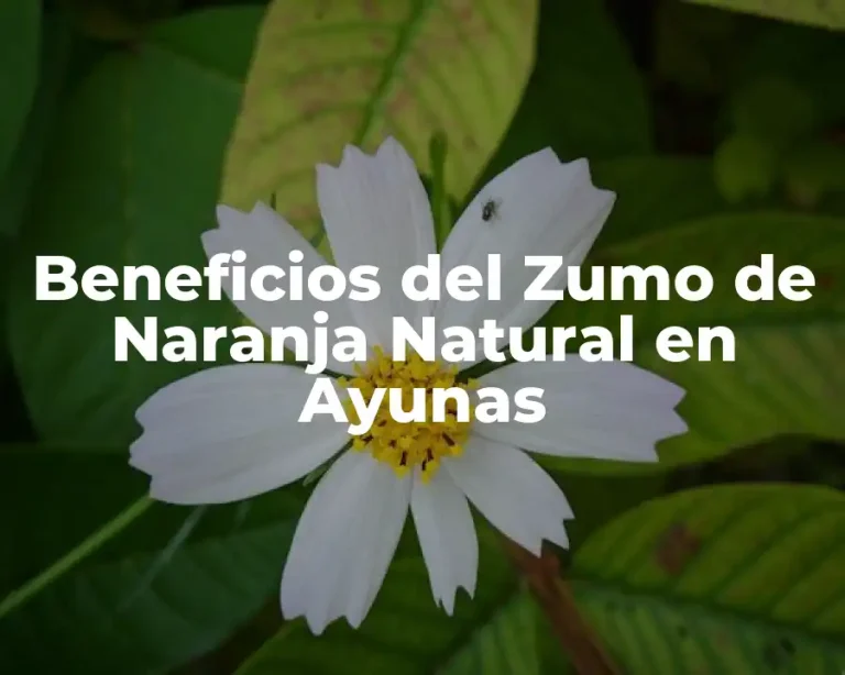 Beneficios del Zumo de Naranja Natural en Ayunas