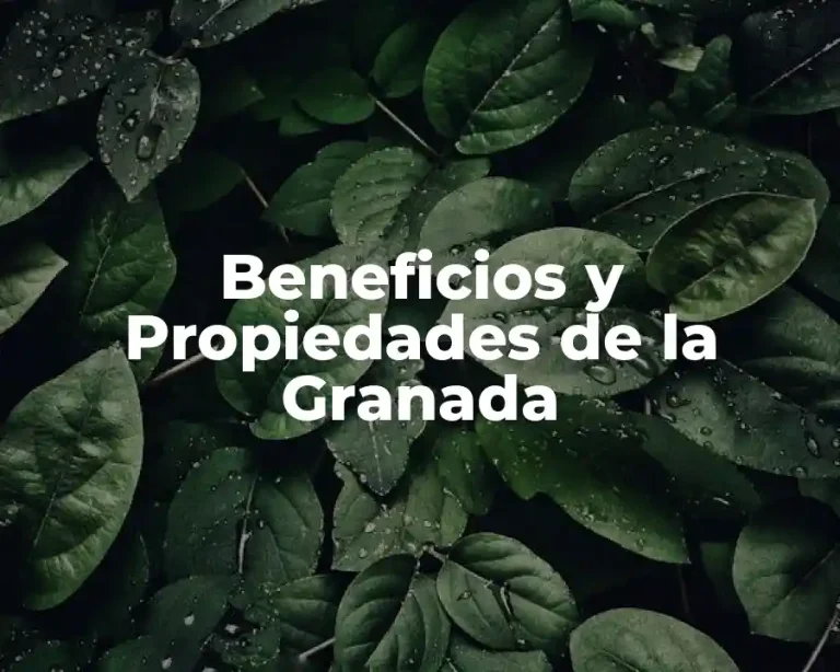 Beneficios y Propiedades de la Granada