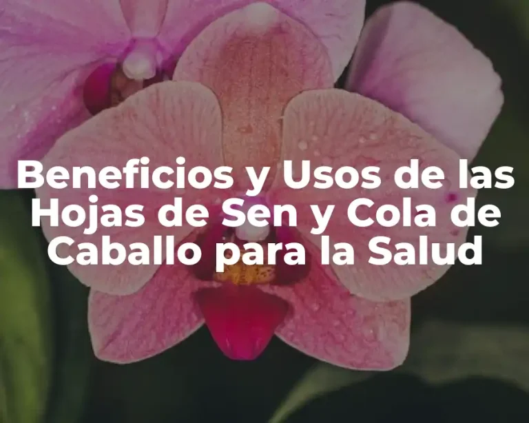 Beneficios y Usos de las Hojas de Sen y Cola de Caballo para la Salud