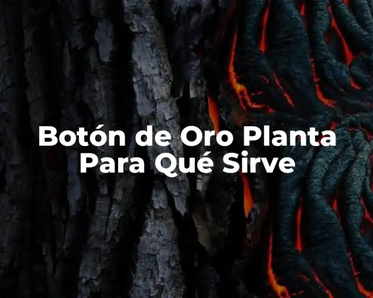 Botón de Oro Planta Para Qué Sirve