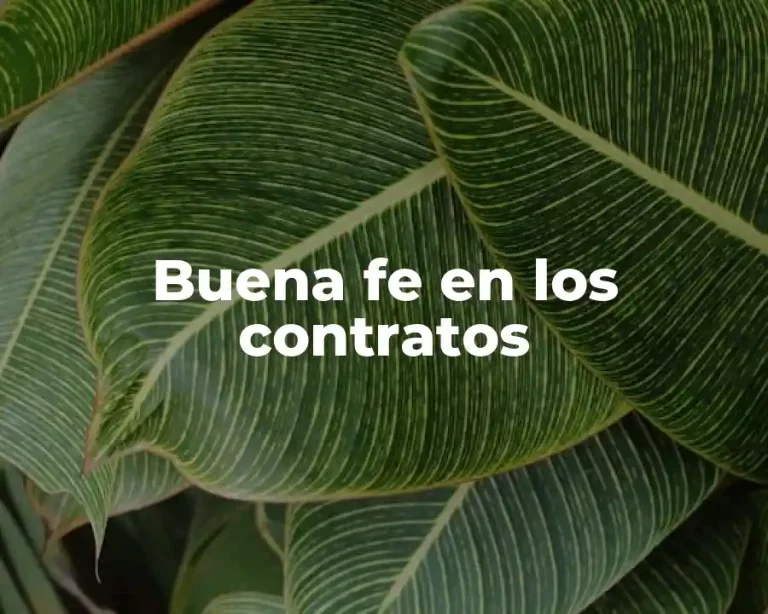 Buena fe en los contratos