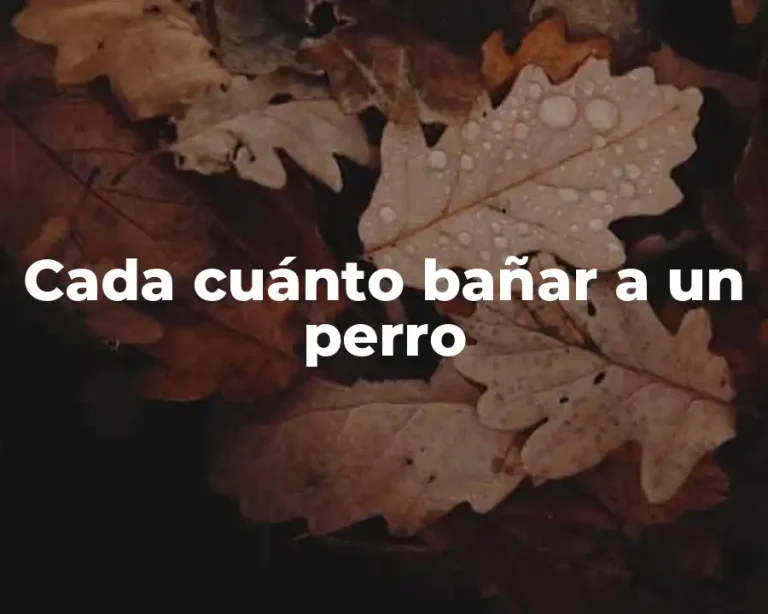 Cada cuánto bañar a un perro