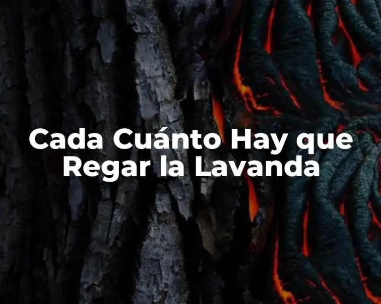 Cada Cuánto Hay que Regar la Lavanda