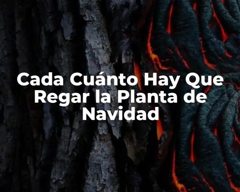 Cada Cuánto Hay Que Regar la Planta de Navidad