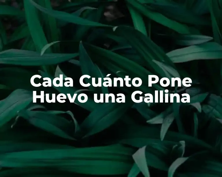 Cada Cuánto Pone Huevo una Gallina