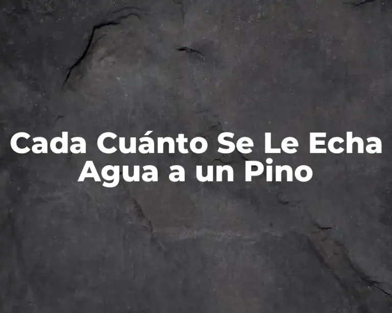 Cada Cuánto Se Le Echa Agua a un Pino