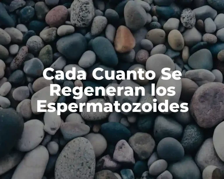 Cada Cuanto Se Regeneran los Espermatozoides