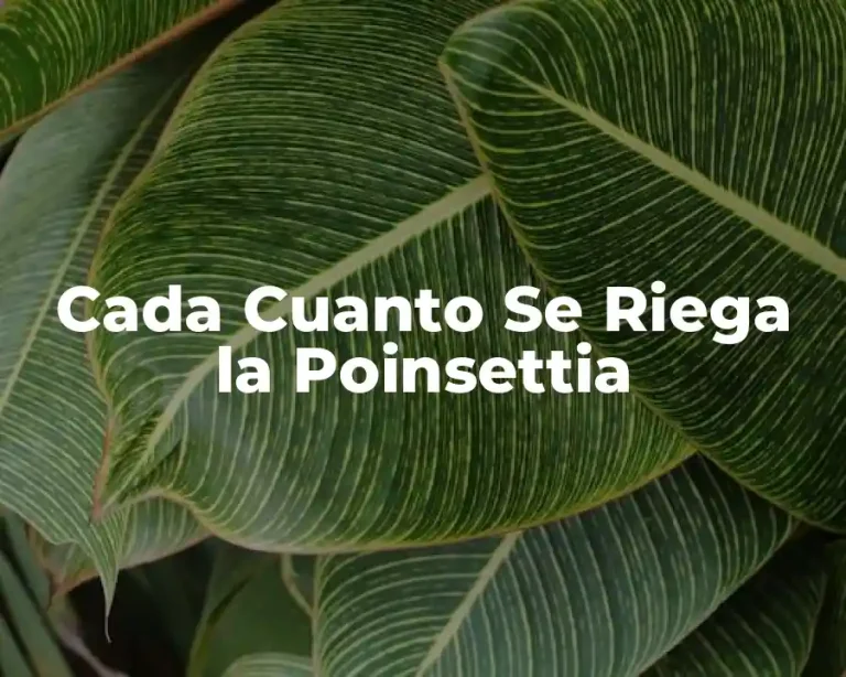 Cada Cuanto Se Riega la Poinsettia