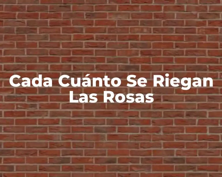 Cada Cuánto Se Riegan Las Rosas