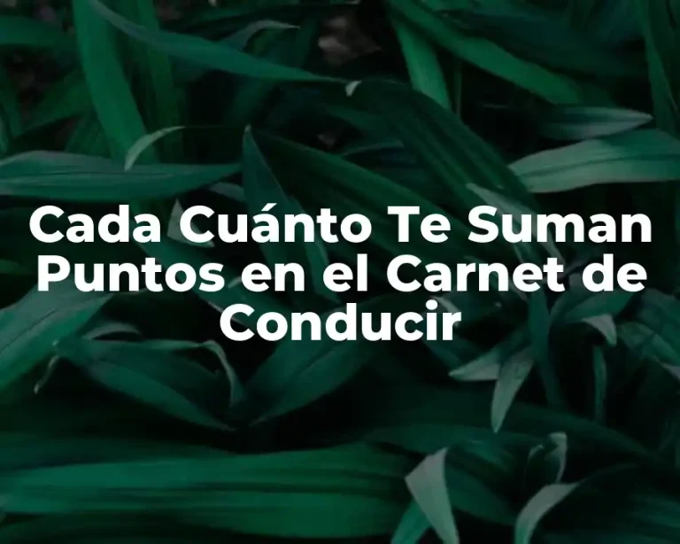 Cada Cuánto Te Suman Puntos en el Carnet de Conducir