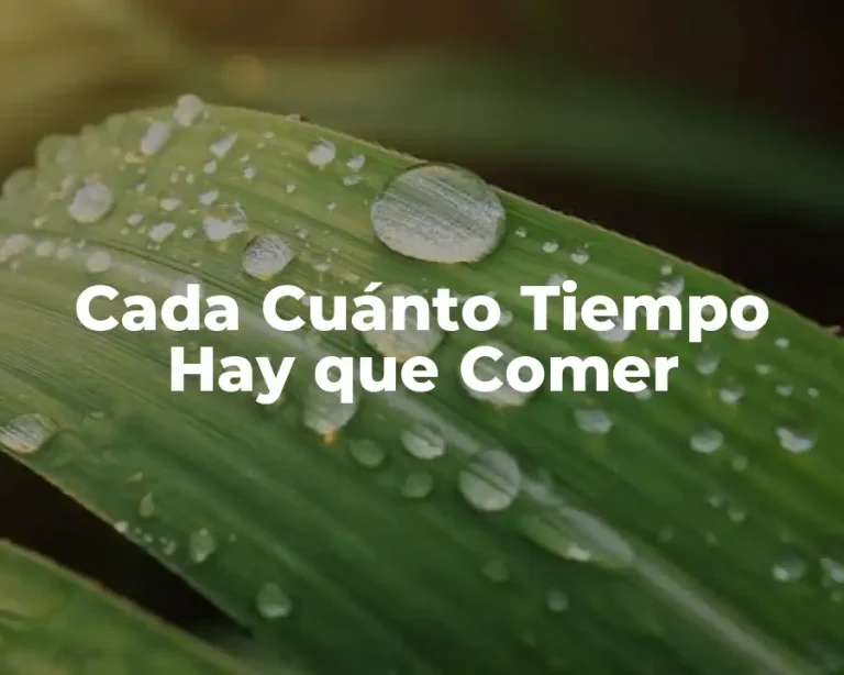 Cada Cuánto Tiempo Hay que Comer