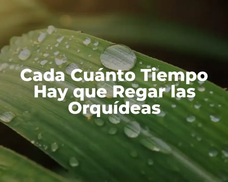 Cada Cuánto Tiempo Hay que Regar las Orquídeas