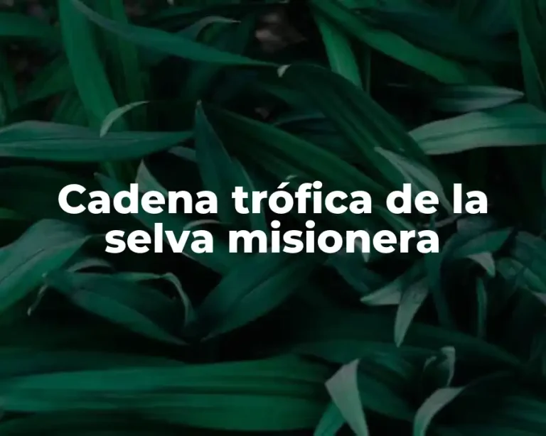 Cadena trófica de la selva misionera