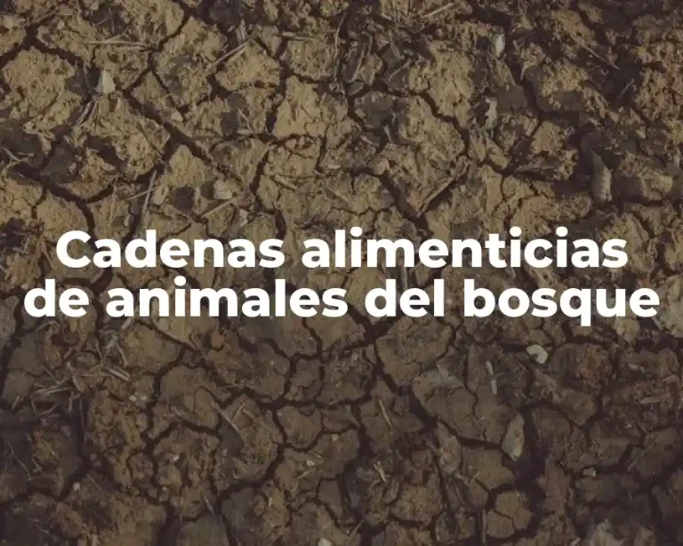 Cadenas alimenticias de animales del bosque