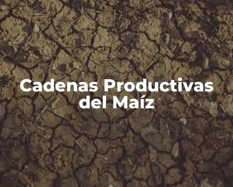 Cadenas Productivas del Maíz