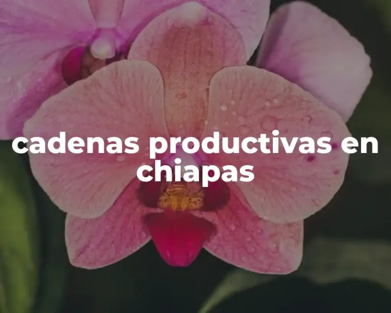 cadenas productivas en chiapas