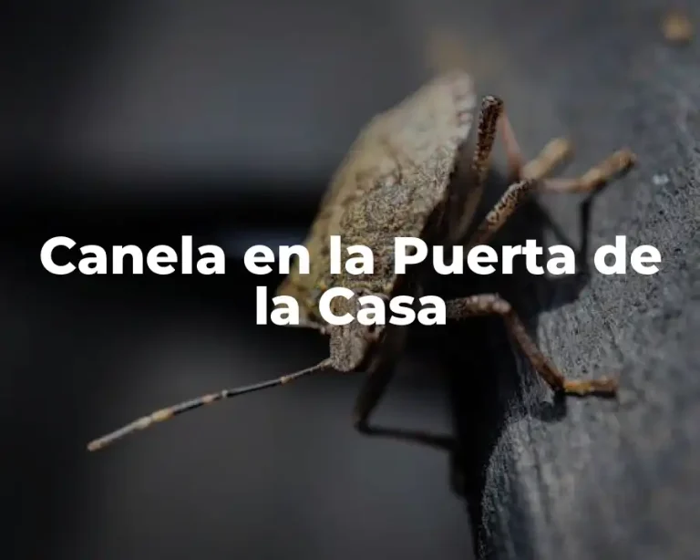 Canela en la Puerta de la Casa